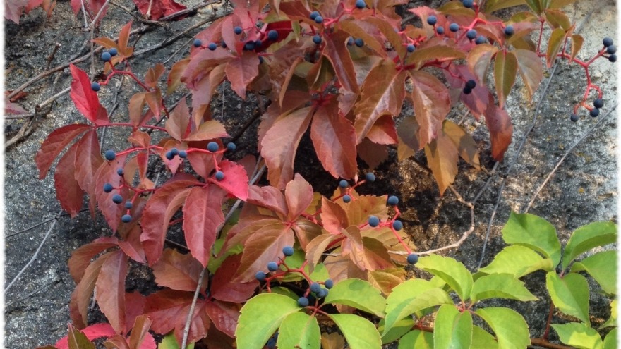 Herbstfarben